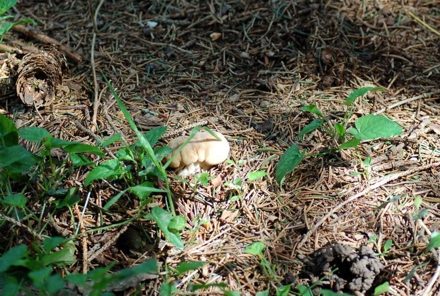 Tricholoma georgii